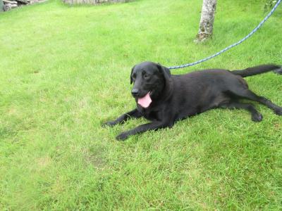 Female Black Labrador puppy 12 months old in Carlow